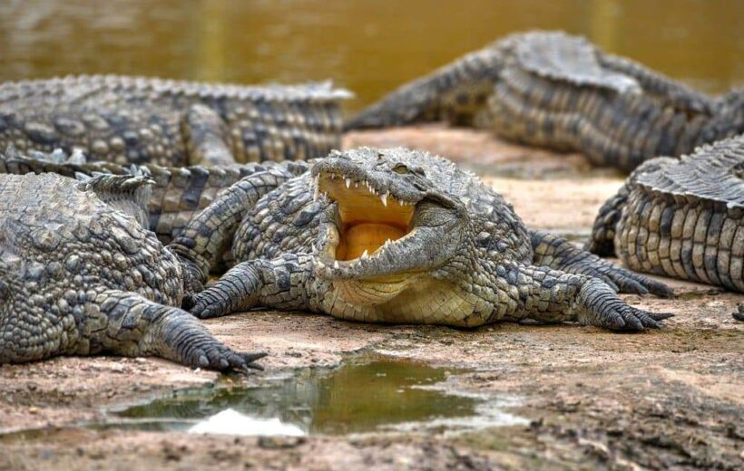 crocoparc tour from agadir