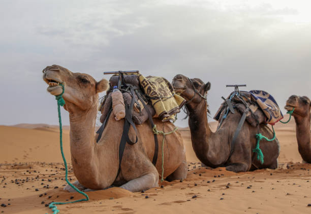 camel ride tour agadir or taghazout